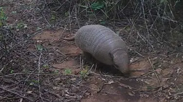 biodiversity conservation armadilo