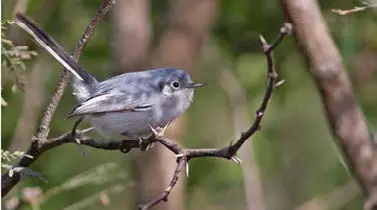 biodiversity conservation bird